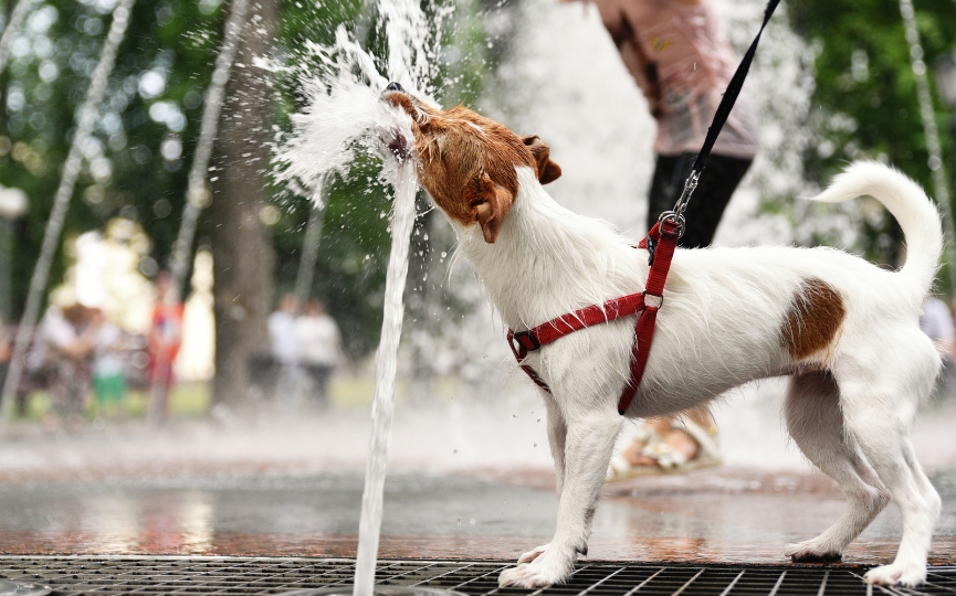perro acalorado por altas temperaturas cambio climático