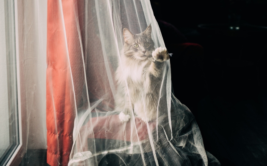 gato rasca cortina