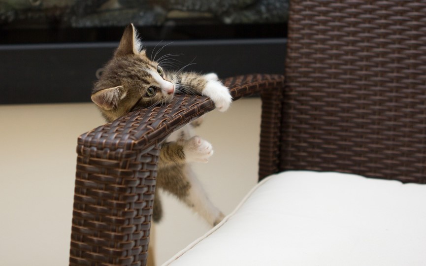 cómo evitar que un gato rasque muebles