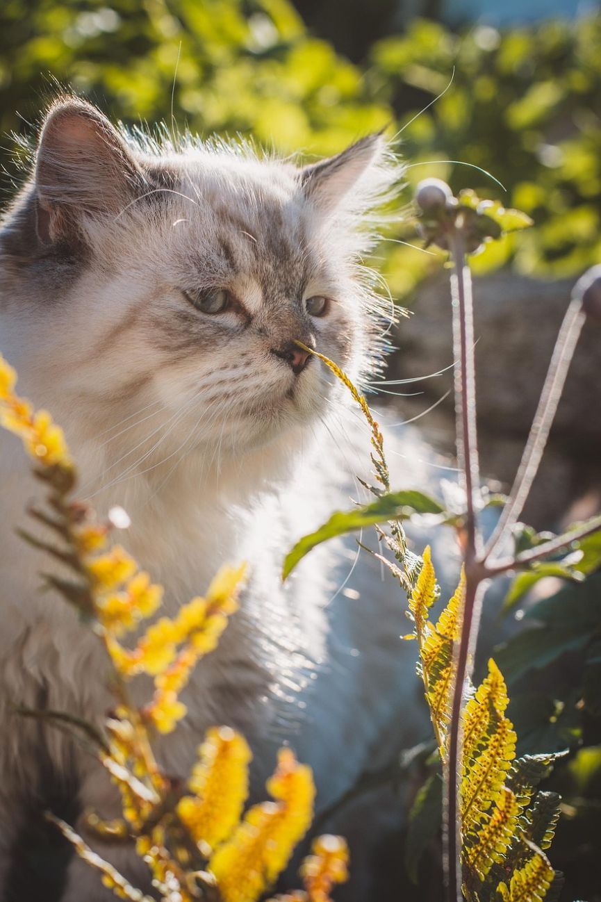 parásitos en verano peligrosos para mascotas