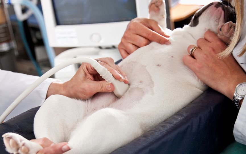 Veterinario realizando una ecocardiografía a un perro
