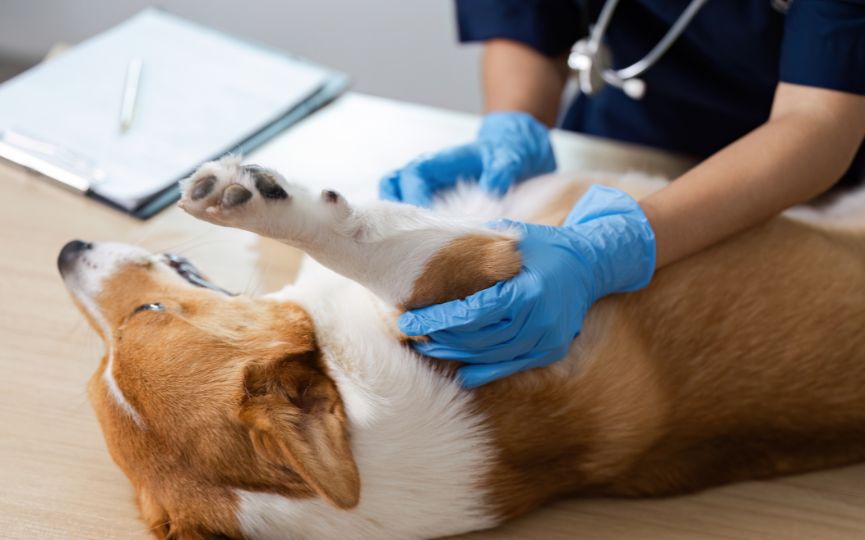 Veterinario examinando a un perro durante una consulta