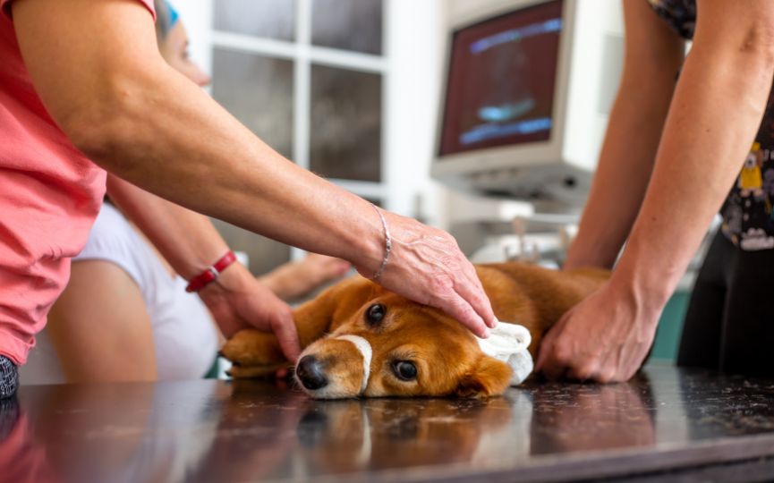 Perro siendo examinado en una clínica veterinaria junto a un ecógrafo