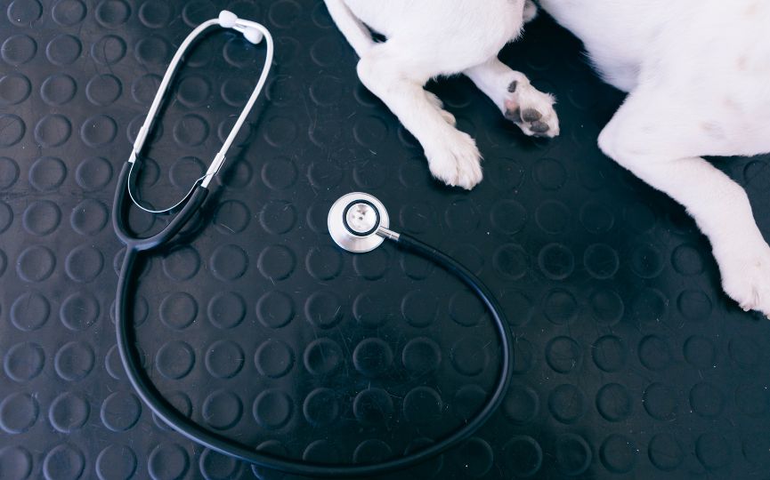 Perro junto a un fonendoscopio durante una revisión veterinaria