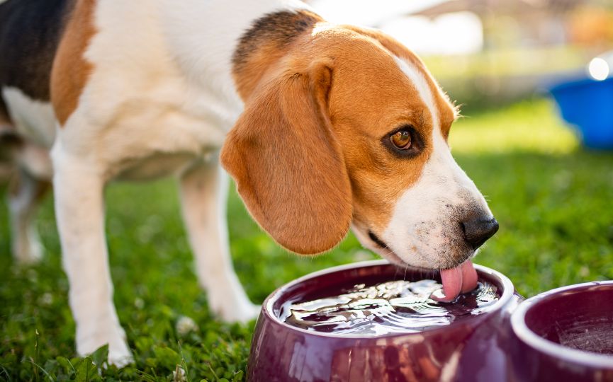 Perro beagle bebiendo agua de un cuenco al aire libre