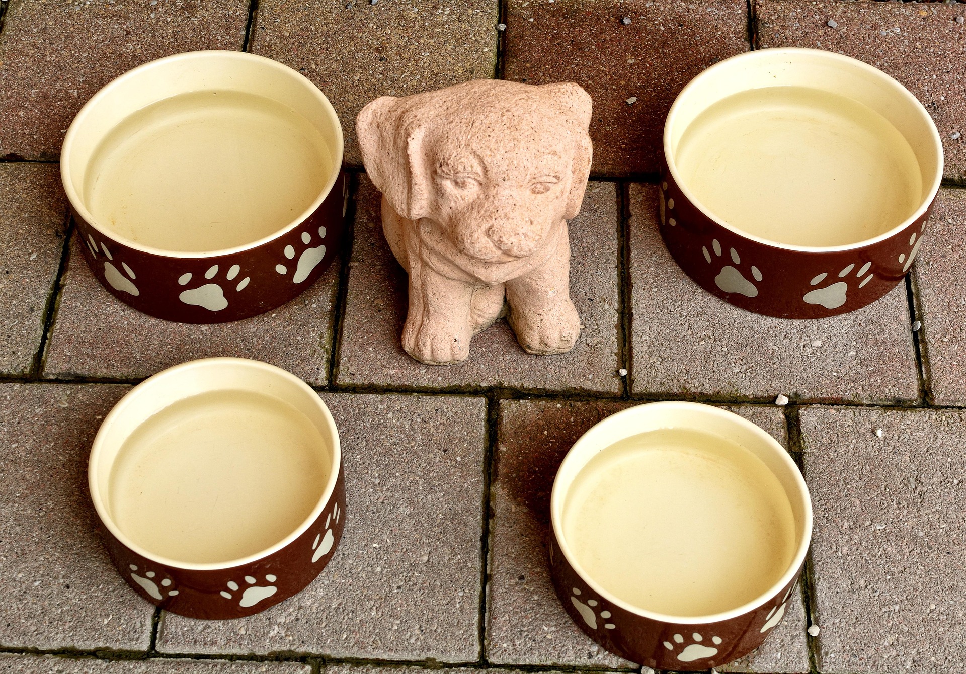Varios recipientes con agua para perros y gatos