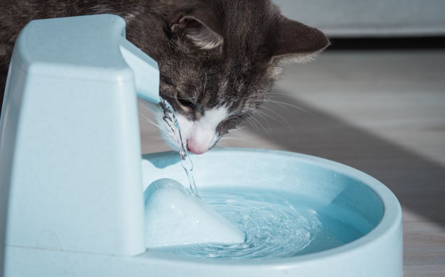 Gato bebiendo agua de una fuente automática