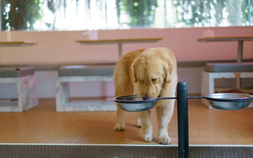Perro bebiendo de cuencos bebedero