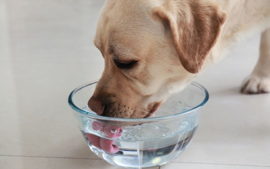 Perro bebiendo agua fresca de un cuenco de cristal