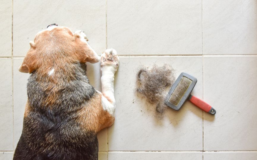 Perro junto a un cepillo y pelo retirado durante la muda