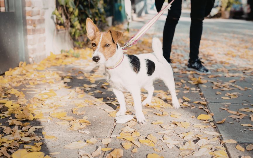 Perro paseando con correa entre hojas de otoño