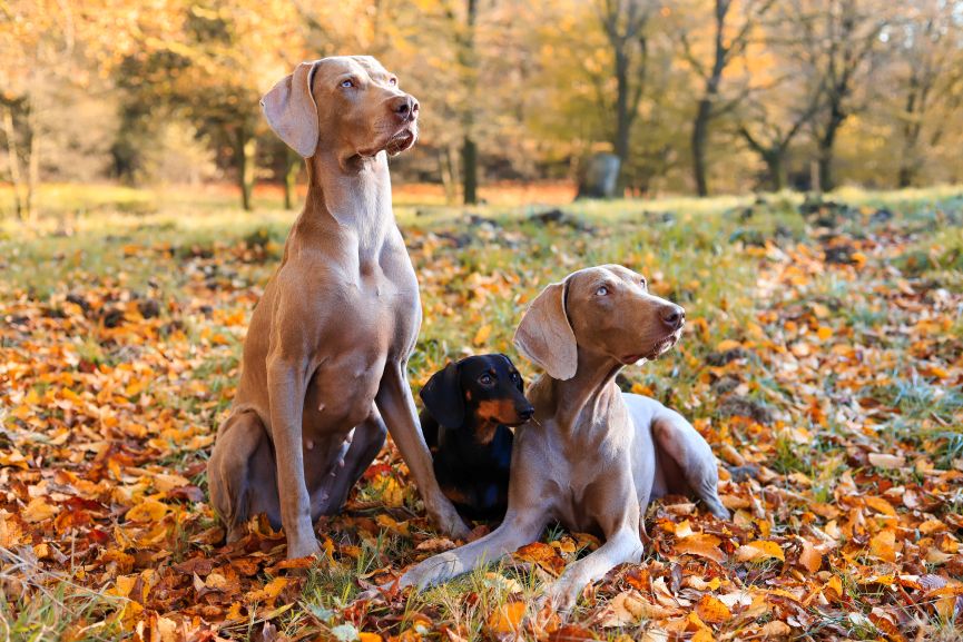 Dos perros Weimaraner y un Teckel entre hojas de otoño