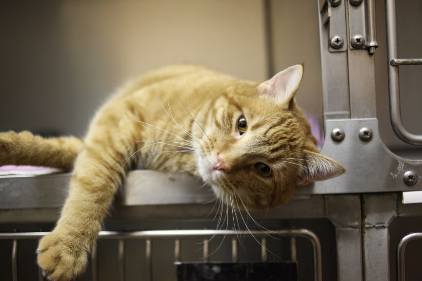 Gato atigrado en una instalación veterinaria