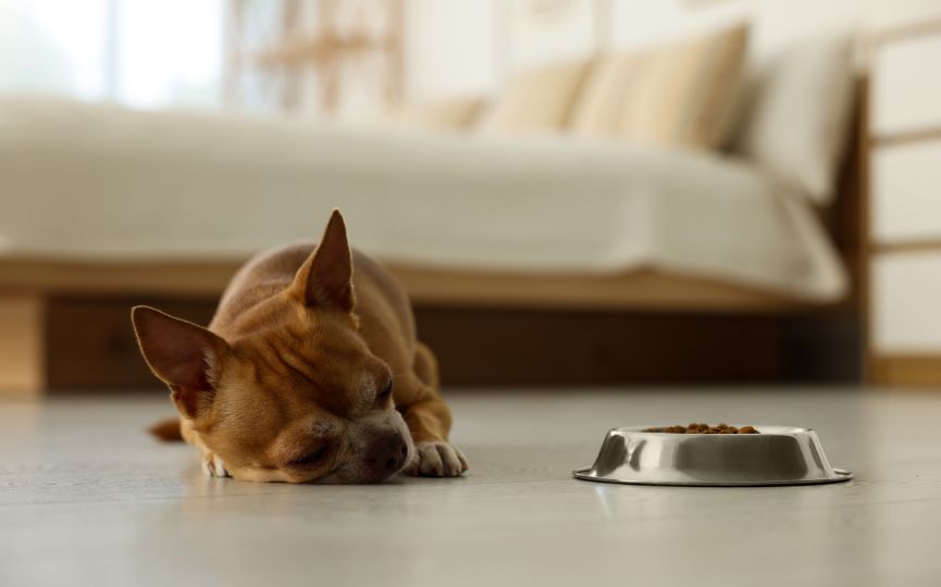 Perro dormido junto a un comedero con pienso