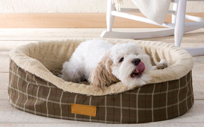 Perro descansando en una cama cálida y confortable