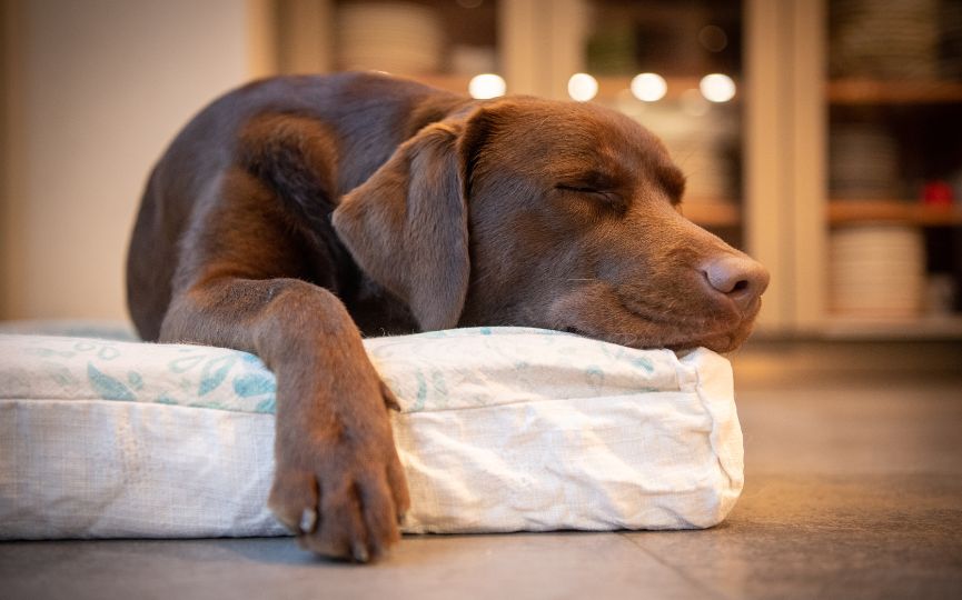 Perro dormido sobre su cama