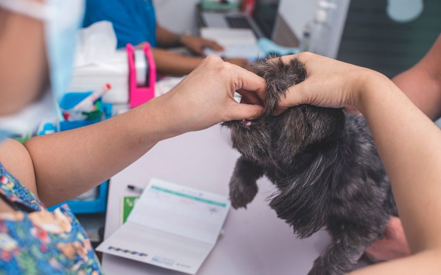 Perro y gato durante una revisión en una clínica veterinaria