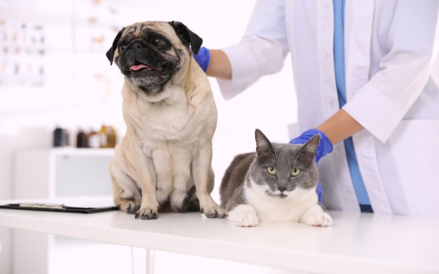 Perro y gato durante una revisión en una clínica veterinaria